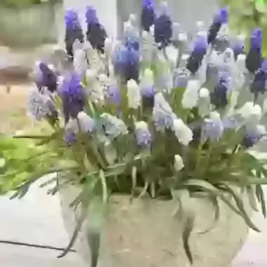 Indoor Collection